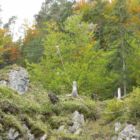 ...erkennt den Laufschlitten des Flying Fox ...erkennt den Laufschlitten des Flying Fox