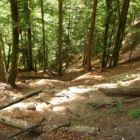 Der Abstieg durch den Wald. Der Abstieg durch den Wald.