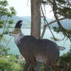 ...und die fotogene Gams im Gamserl Garten wartet schon. ...und die fotogene Gams im Gamserl Garten wartet schon.