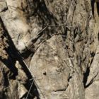 ...und die Schlüsselstelle selber. Aber es ist eigentlich nicht schwer. ...und die Schlüsselstelle selber. Aber es ist eigentlich nicht schwer.